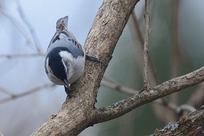 White-Breasted Nuthatch 61902