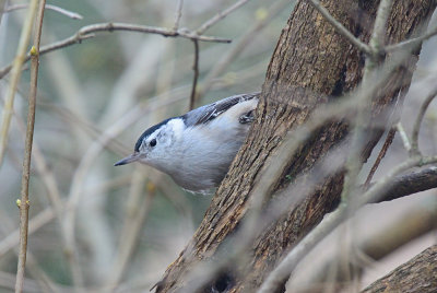 White-Breasted Nuthatch 61947