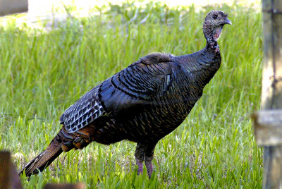 wild-turkey.jpg