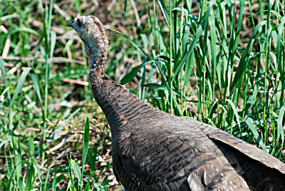 wild-turkey-0235.jpg