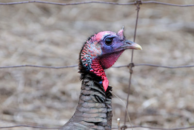 wild-turkey-7171.jpg
