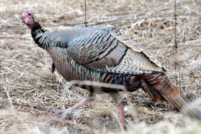 wild-turkey-7175.jpg