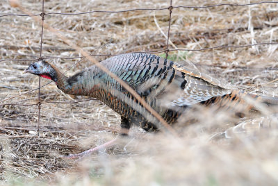 wild-turkey-7176.jpg