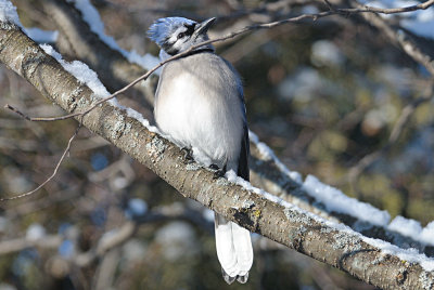 Bluejay-8437.jpg