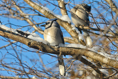 Bluejay-8434.jpg