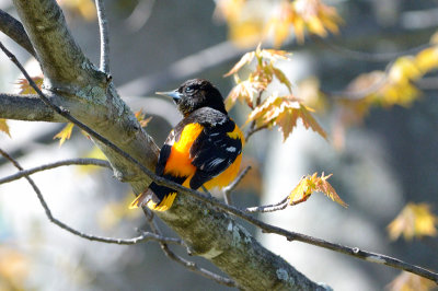 oriole-10429.jpg