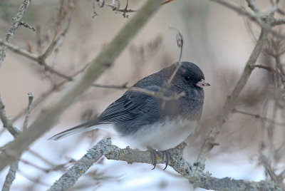Junco-9705.jpg