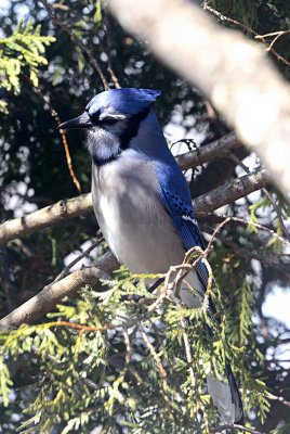 Bluejay--61850.jpg