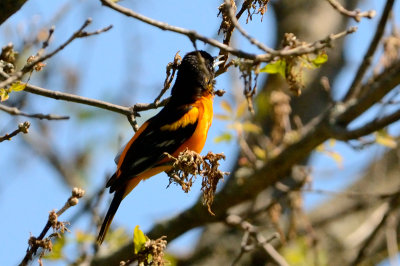 oriole-10391.jpg