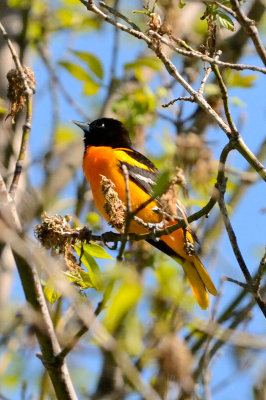 oriole-10395.jpg