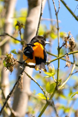 oriole-10396.jpg
