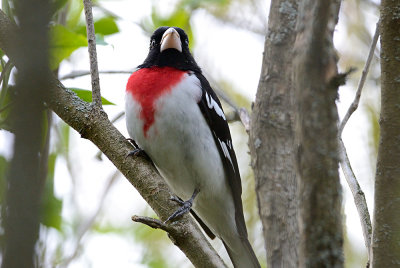 Rose-breasted-Grosbeak-10329.jpg