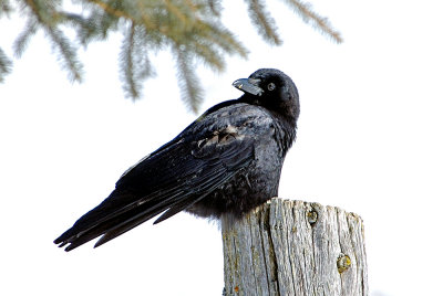crow-2423.jpg