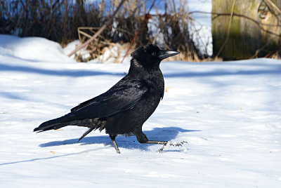 crow-61696.jpg