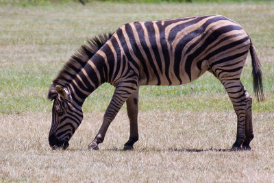 Zebra