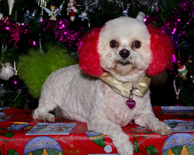 Christmas Dog