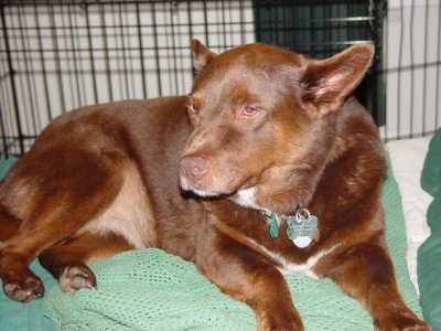 7079-cocoa.jpg