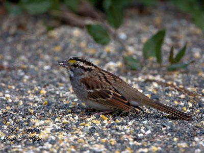 White-throated Sparrow juvenile