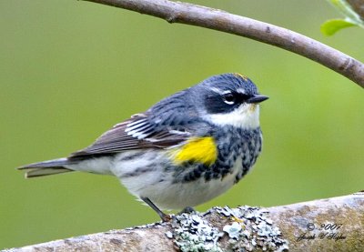 Yellow-rumped 'Myrtle' Warbler