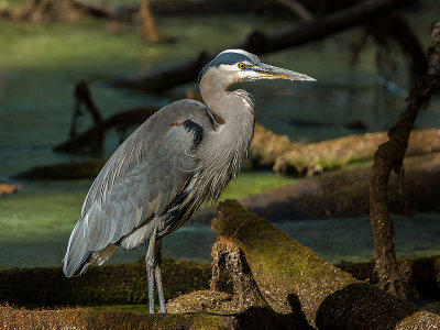 Great Blue Heron