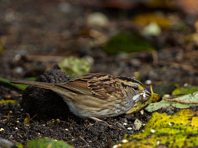 White-throated Sparrow first-winter