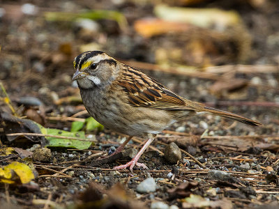 White-throated Sparrow first-winter