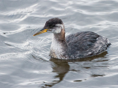 Red-necked Grebe