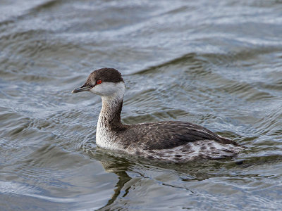 Horned Grebe