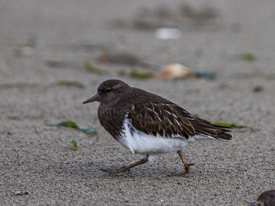 Black Turnstone