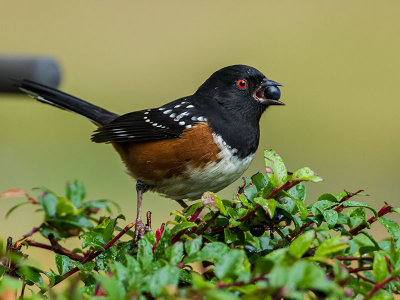 Spotted Towhee