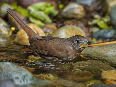 Fox Sparrow