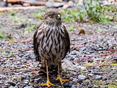 Sharp-shinned Hawk juvenile