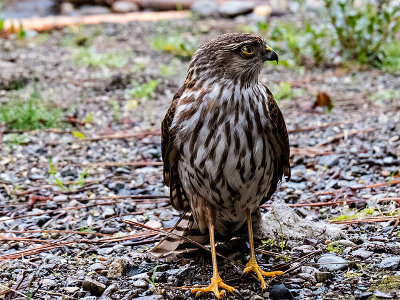Sharp-shinned Hawk juvenile