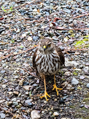 Sharp-shinned Hawk juvenile