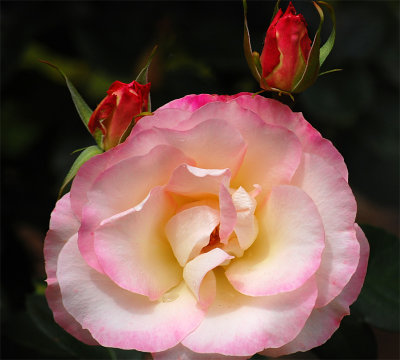 Love is like a rose. When pressed between two lifetimes, it will last forever. -Author Unknown