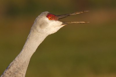 sandhill crane 219