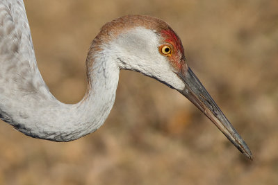 sandhill crane 220