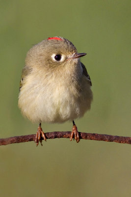 Ruby-crowned Kinglet - Male