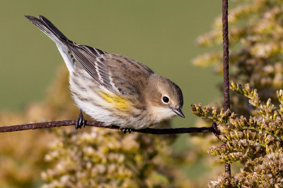 yellow rumped warbler 23