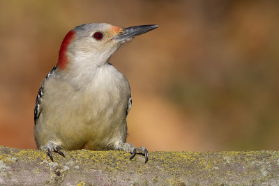 red-bellied woodpecker 255