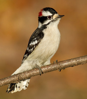 downy woodpecker 358