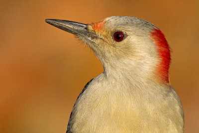 red-bellied woodpecker 258