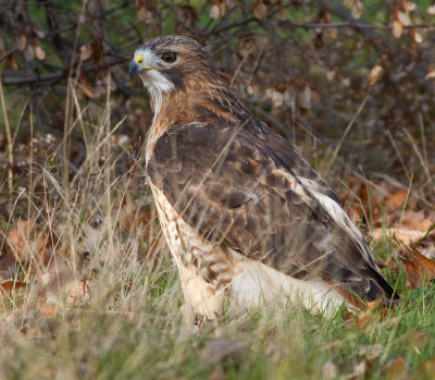 red-tailed hawk 339