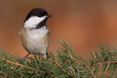 chickadee 555