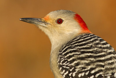 red-bellied woodpecker 259