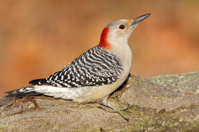 red-bellied woodpecker 260