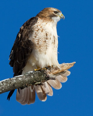 red-tailed hawk 339