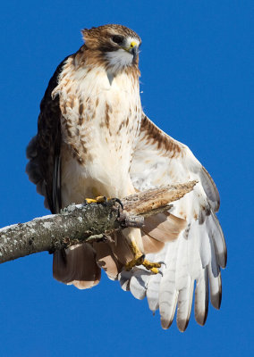 red-tailed hawk 340