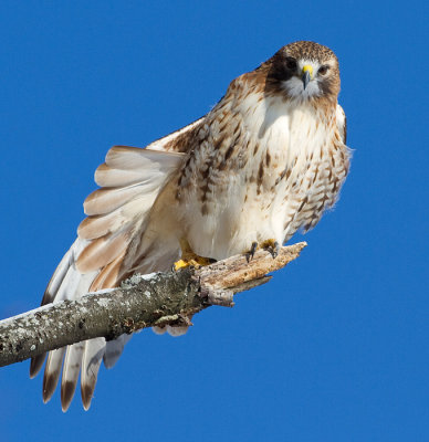 red-tailed hawk 341