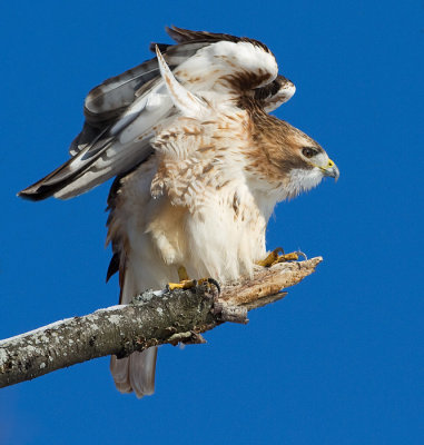 red-tailed hawk 342